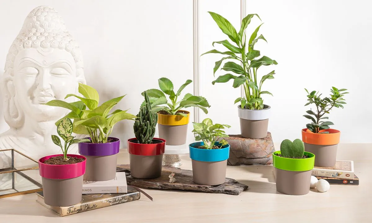 plants online in Bangalore