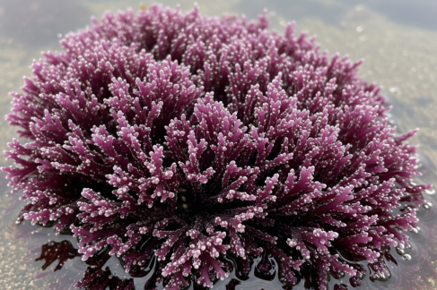 Purple sea moss