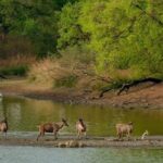 Ranthambore National Park Safari Guide: Booking, Best Time & Stay Options