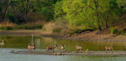 Ranthambore National Park Safari Guide