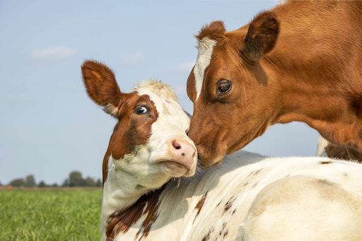 veterinary products franchise in Jharkhand