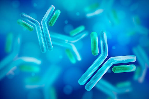 secondary antibody