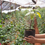 Plants Online Delivery in Bangalore: The Smart Buyer’s Guide to Live Plants