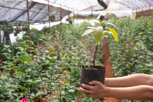 plants online
