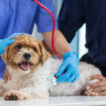 Why Regular Pet Health Checks Matter for Long-Term Wellness