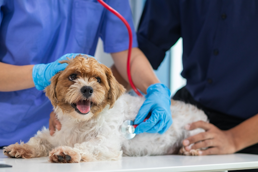 pet health check