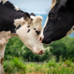 Third-Party Veterinary Medicine Manufacturing: Costs, MOQs, and Business Basics