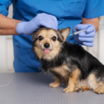What to Do If Your Dog Has a Seizure: A Practical Guide for Pet Owners