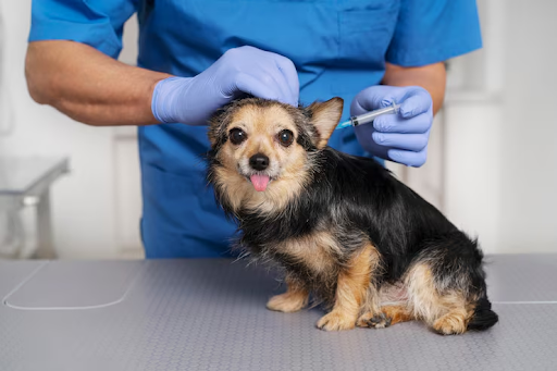dog having seizure